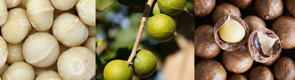 Equipo de clasificación de nueces de macadamia