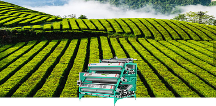 Celebrando el Día Internacional del Té 2022